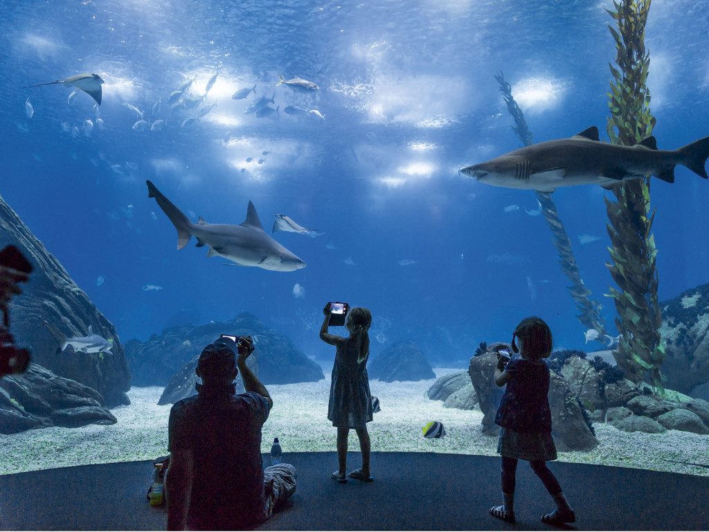 TCC19_ADV_OceanárioDeLisboa.indd